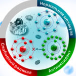 Антиоксиданты: что это, как действуют, применение, противопоказания